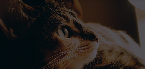 yd2333云顶电子游戏(股份有限公司)-Baidu百科NO.1