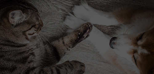 yd2333云顶电子游戏(股份有限公司)-Baidu百科NO.1