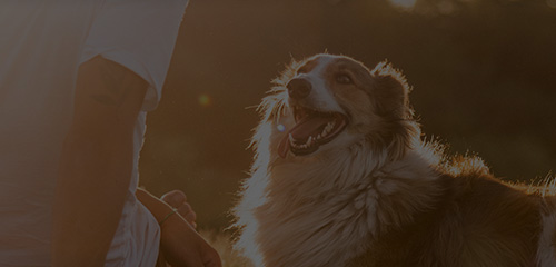 yd2333云顶电子游戏(股份有限公司)-Baidu百科NO.1